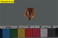 藏品(短指和尚蟹)的圖片